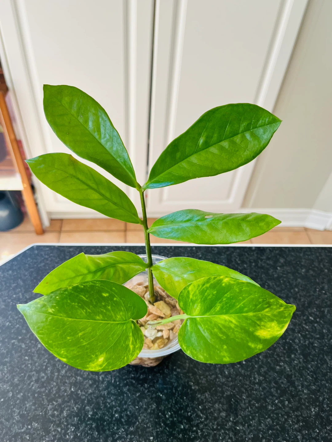 PLANT SET: Pothos and ZZ plant in water - photo 2