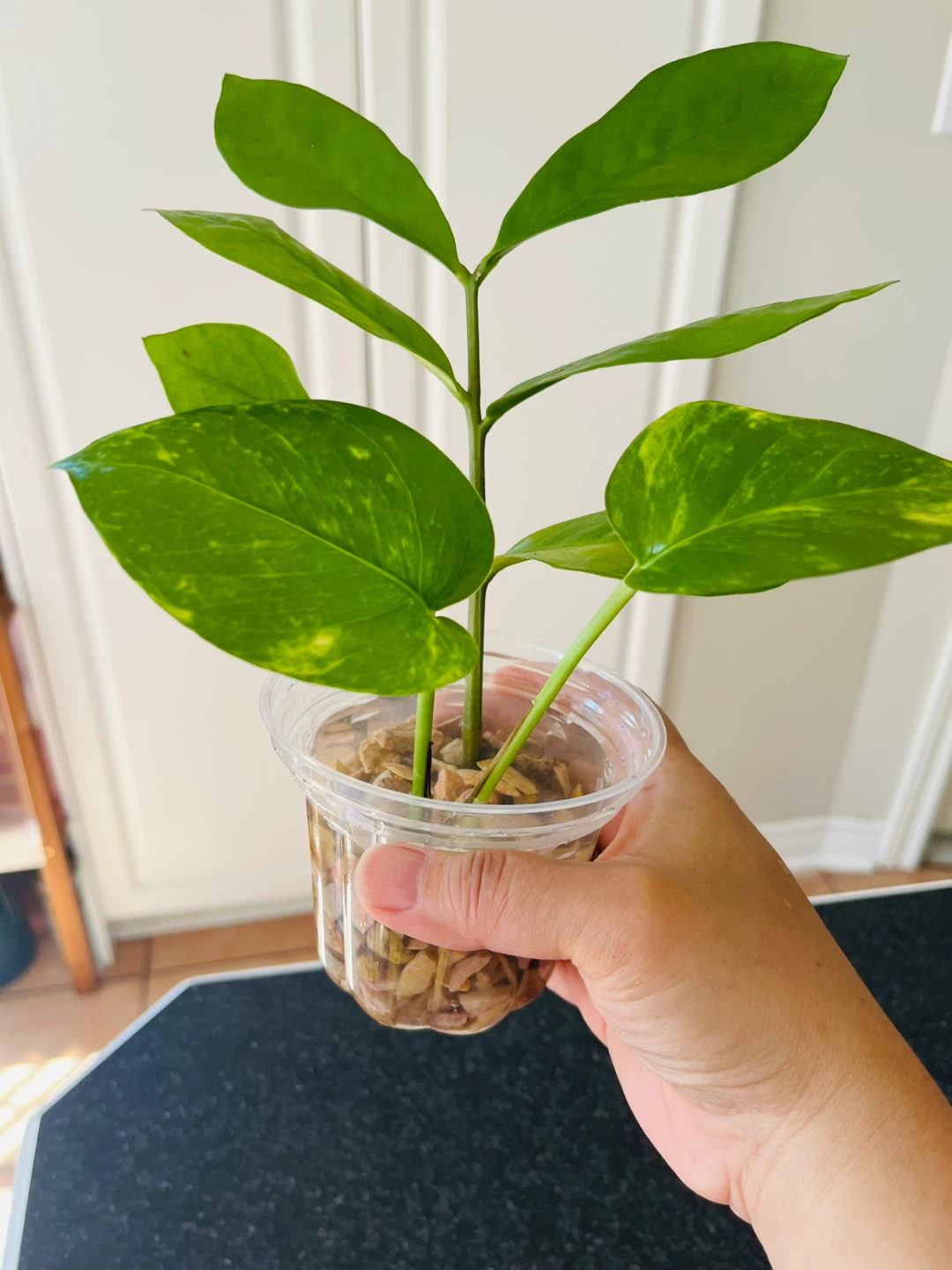 PLANT SET: Pothos and ZZ plant in water - photo 3