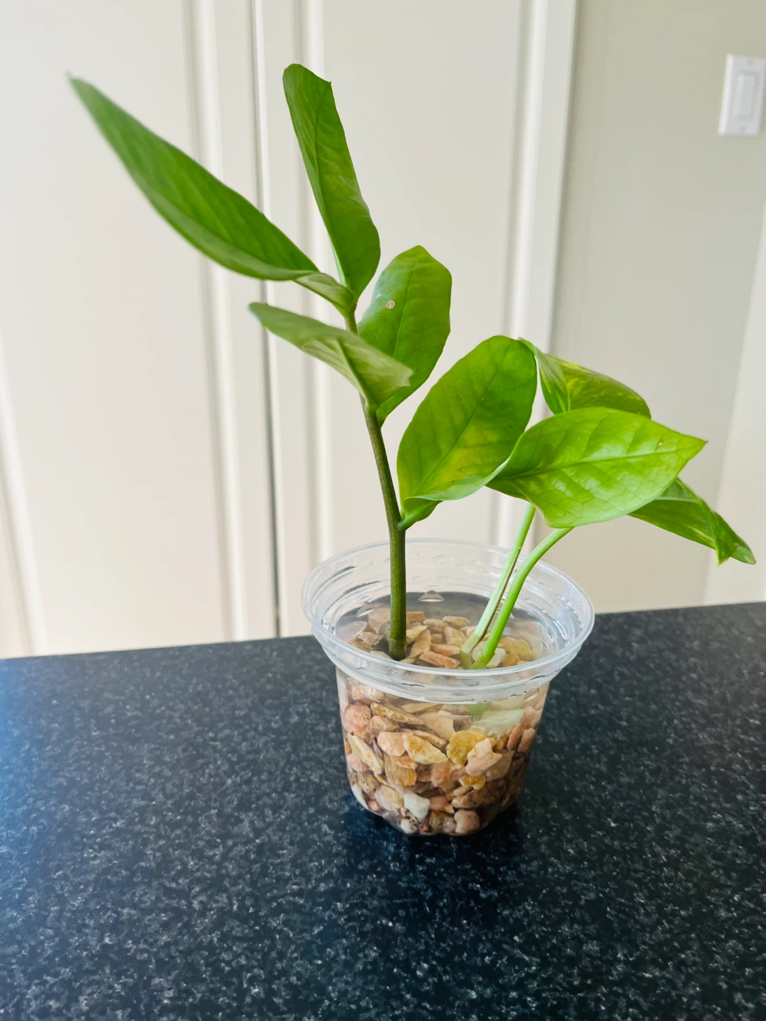 PLANT SET: Pothos and ZZ plant in water - photo 4