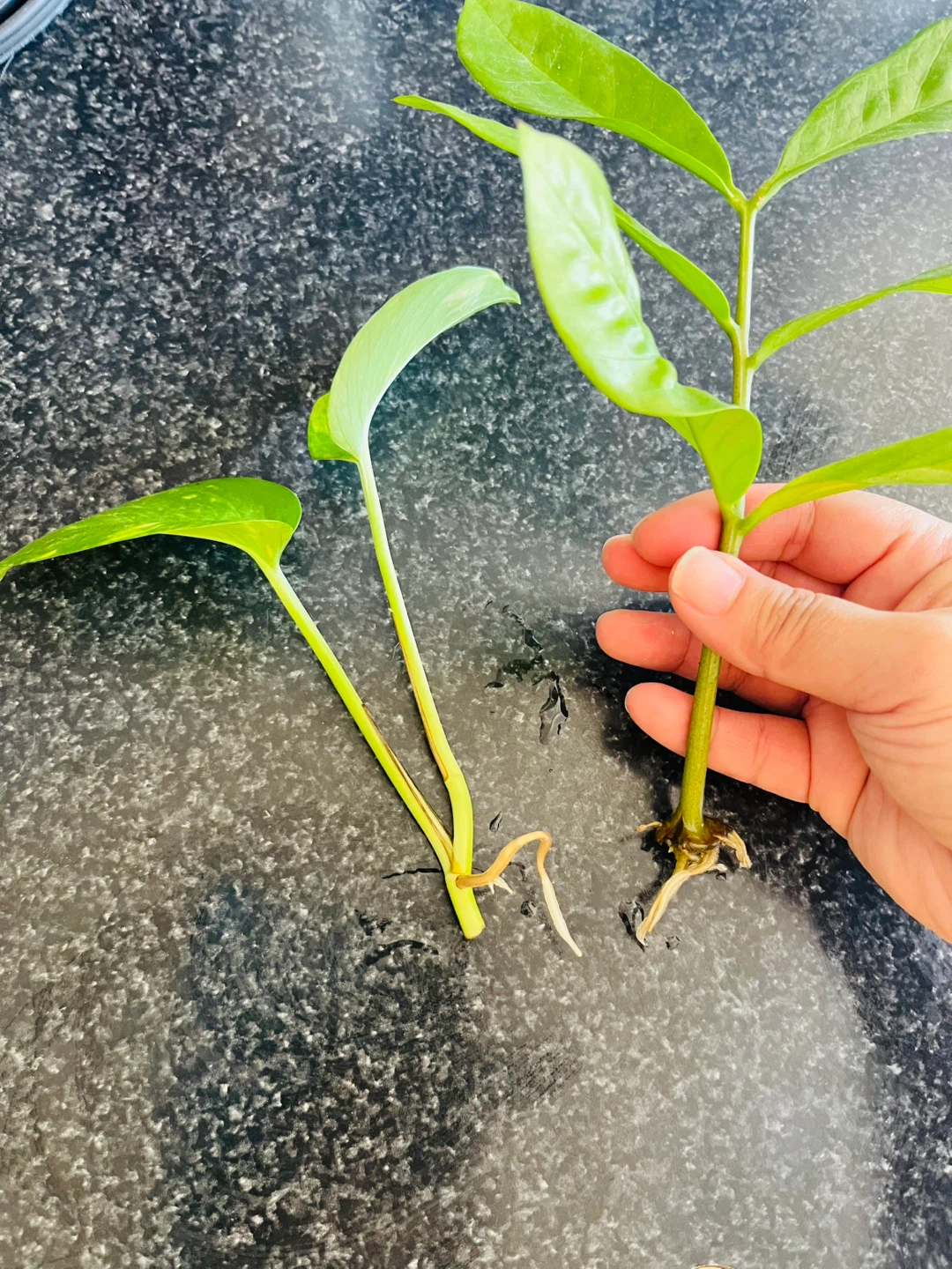 PLANT SET: Pothos and ZZ plant in water - photo 5