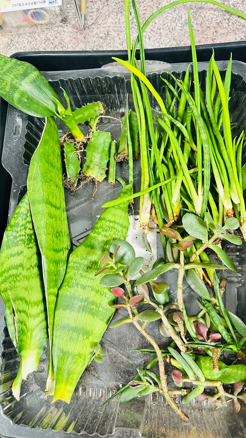 Free  Succulent and Cuttings