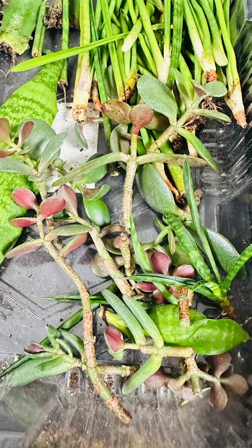 Free  Succulent and Cuttings - photo 2