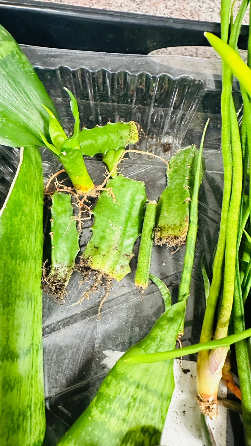 Free  Succulent and Cuttings - photo 4