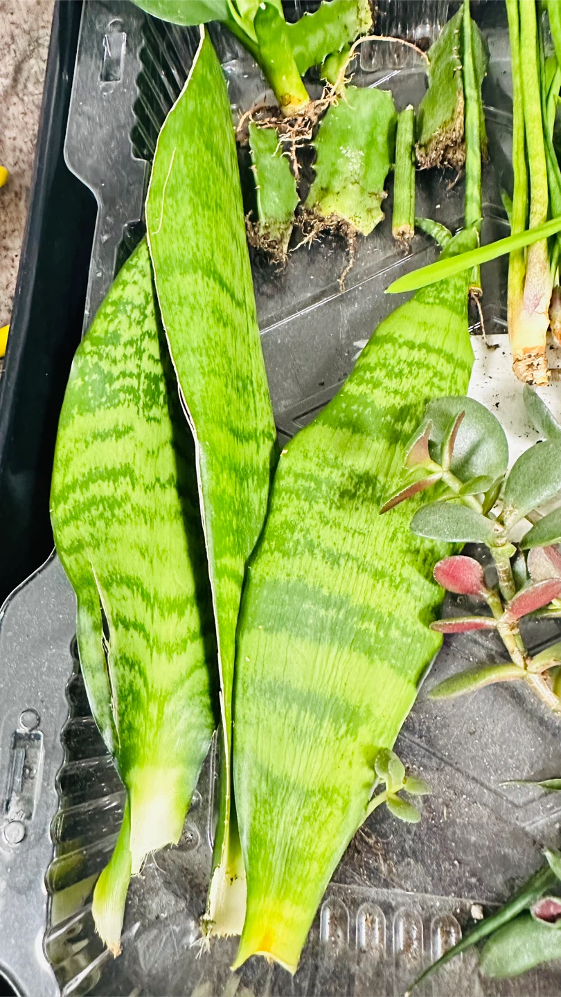 Free  Succulent and Cuttings - photo 5