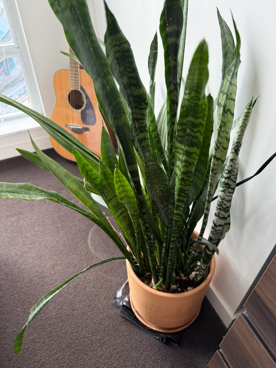 Large Snake Plant