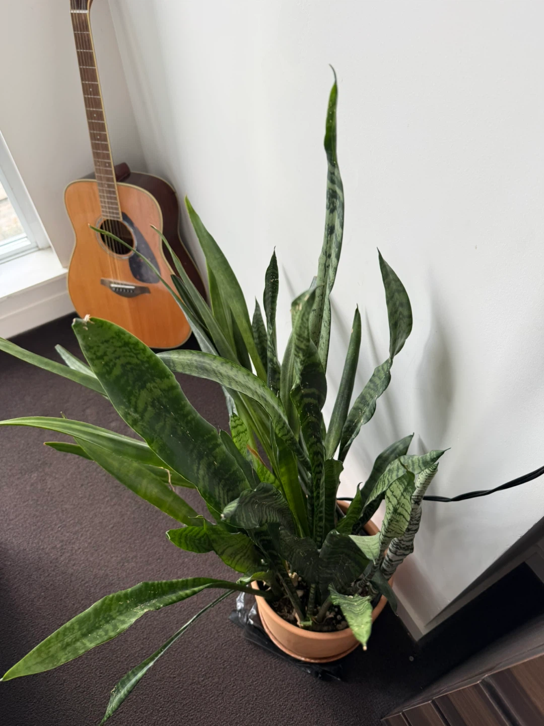 Large Snake Plant - photo 2