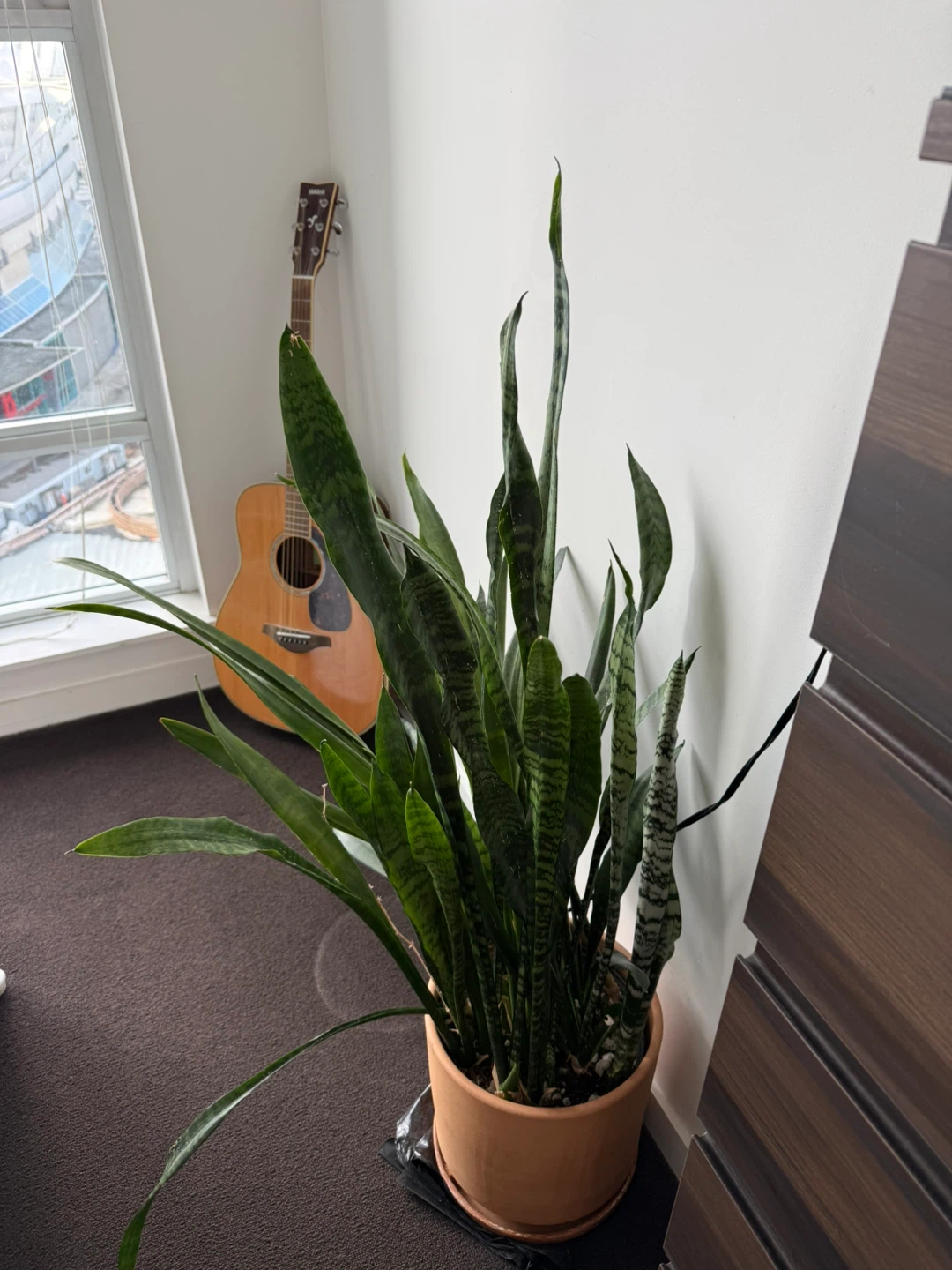 Large Snake Plant - photo 3