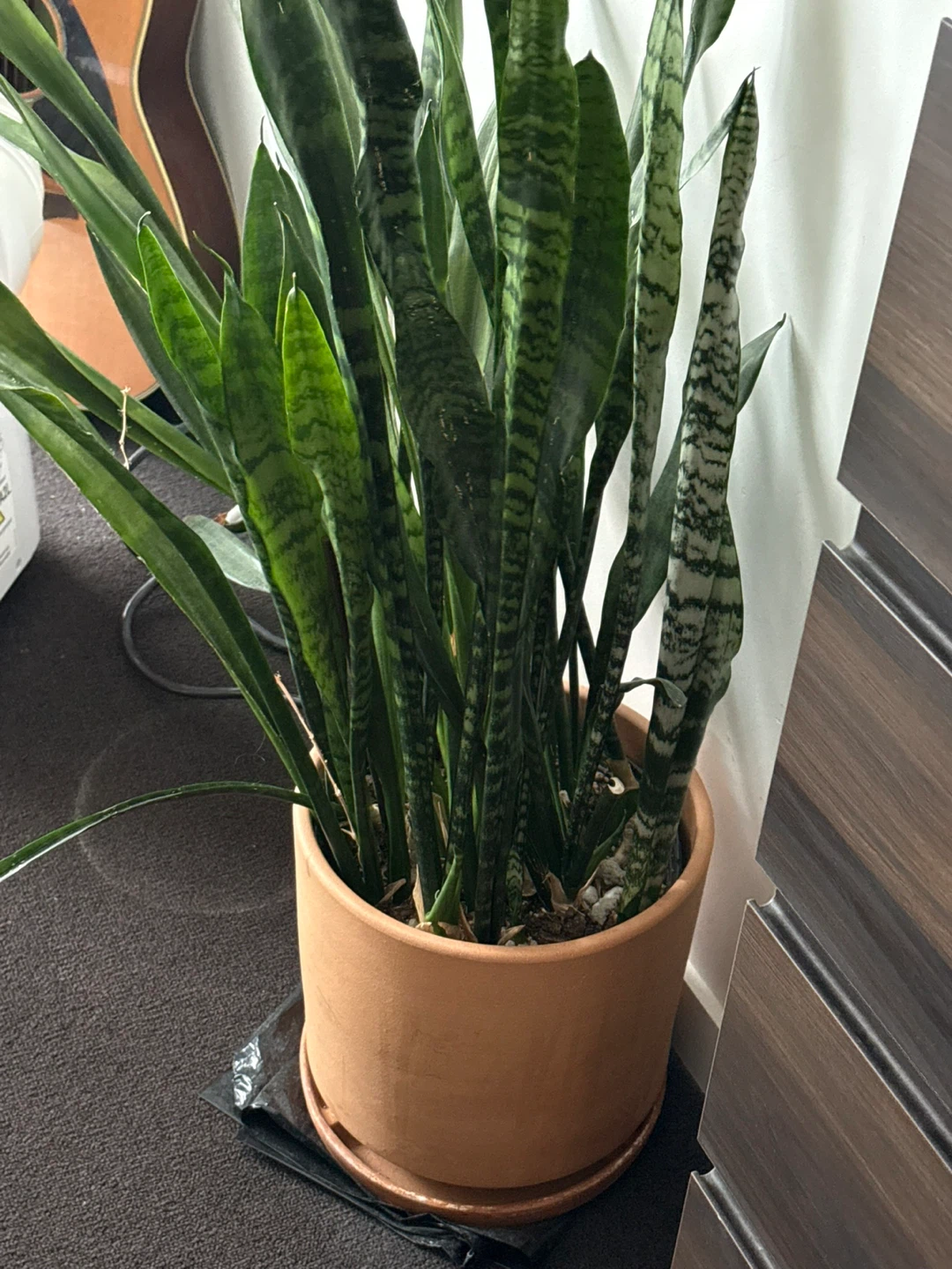 Large Snake Plant - photo 4