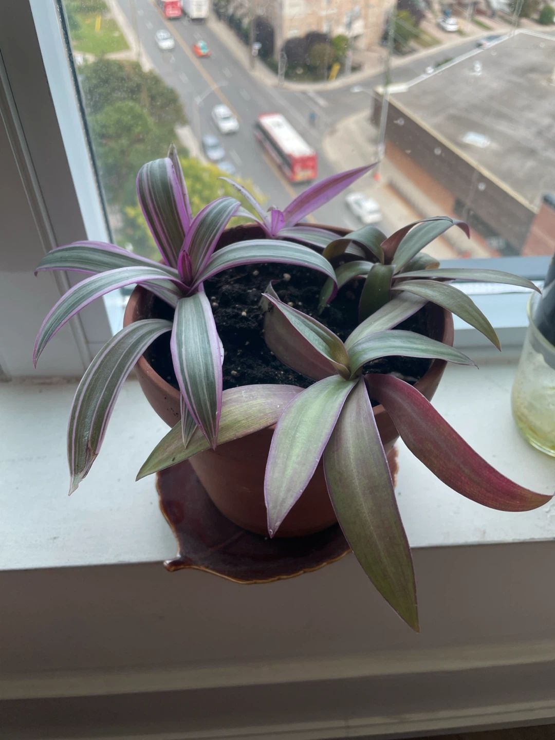 Tradescantia Spathacea plant