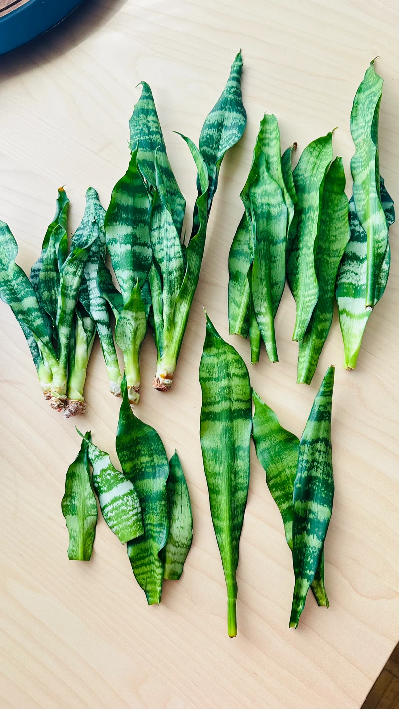 Snake Plant Cuttings