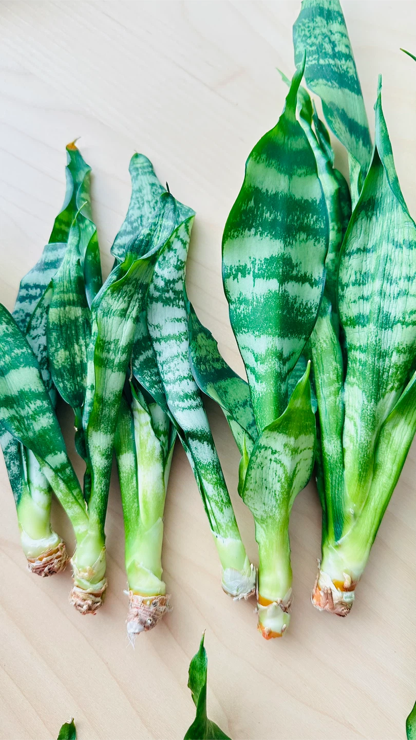 Snake Plant Cuttings - photo 2