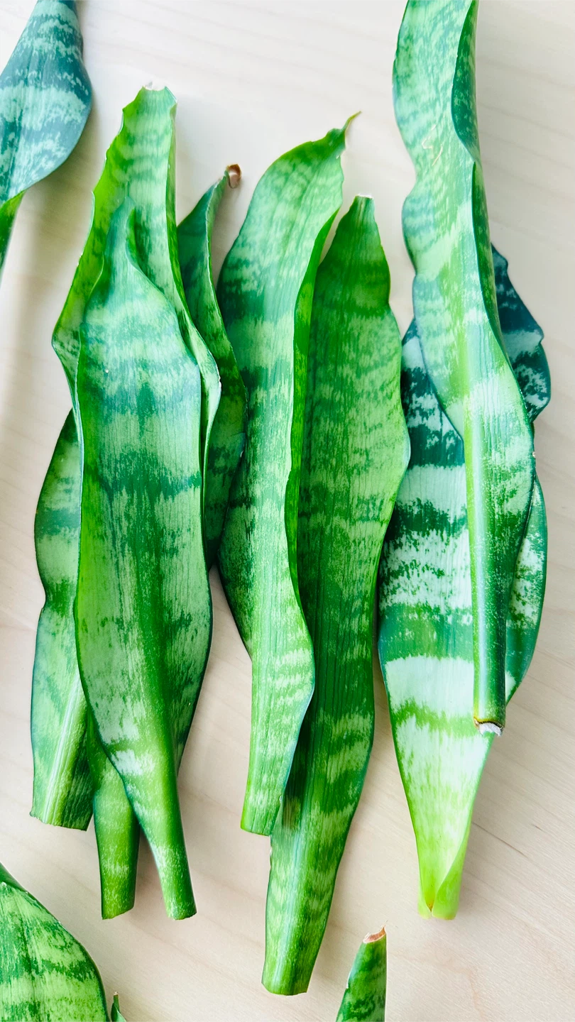 Snake Plant Cuttings - photo 3