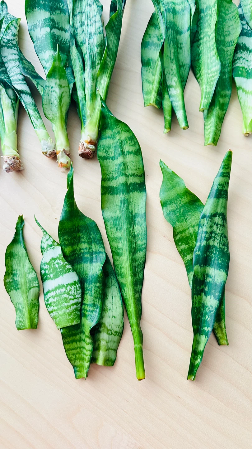 Snake Plant Cuttings - photo 4