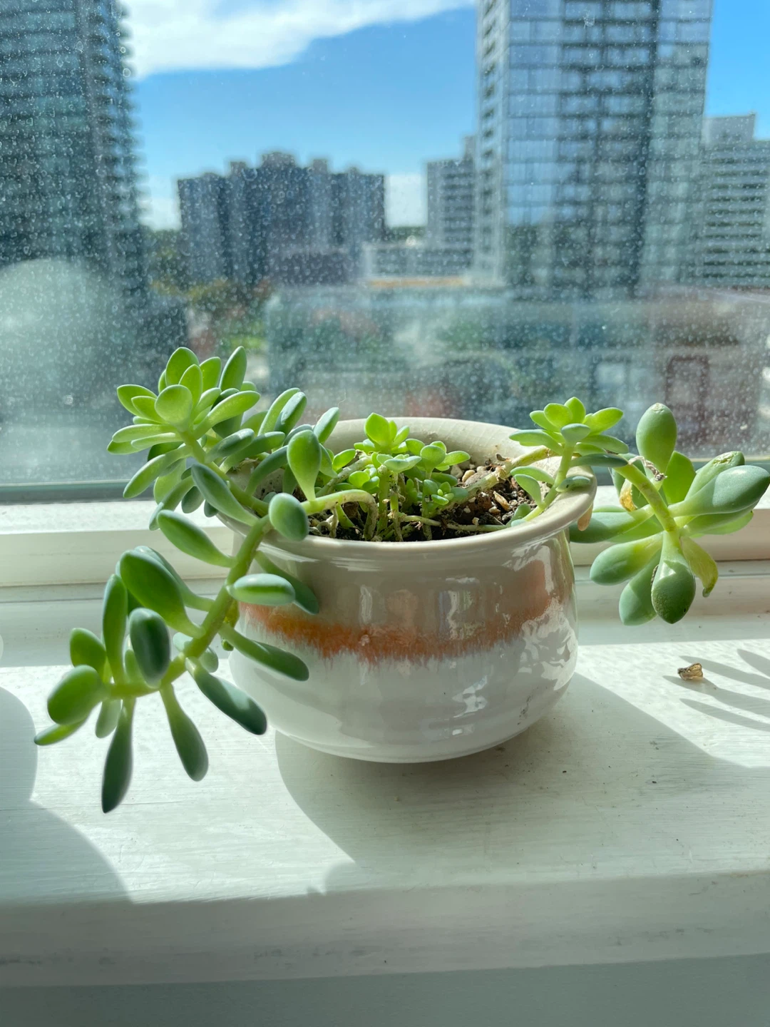 Potted Succulent in Ceramic Planter