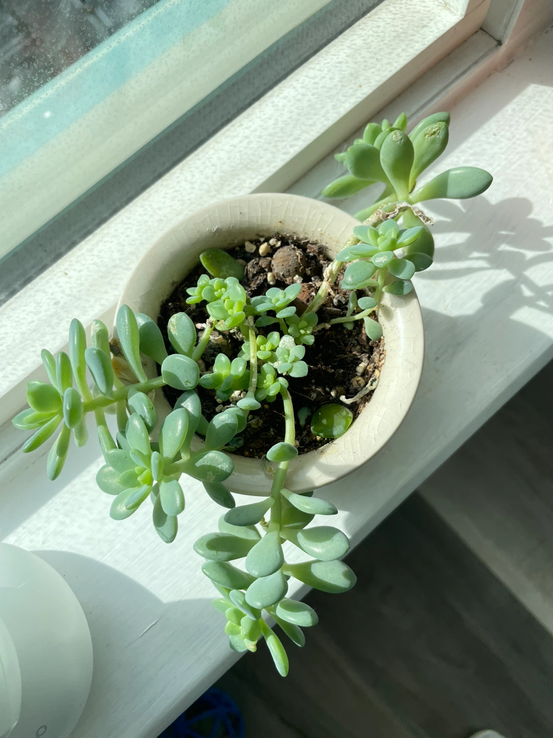 Potted Succulent in Ceramic Planter - photo 2