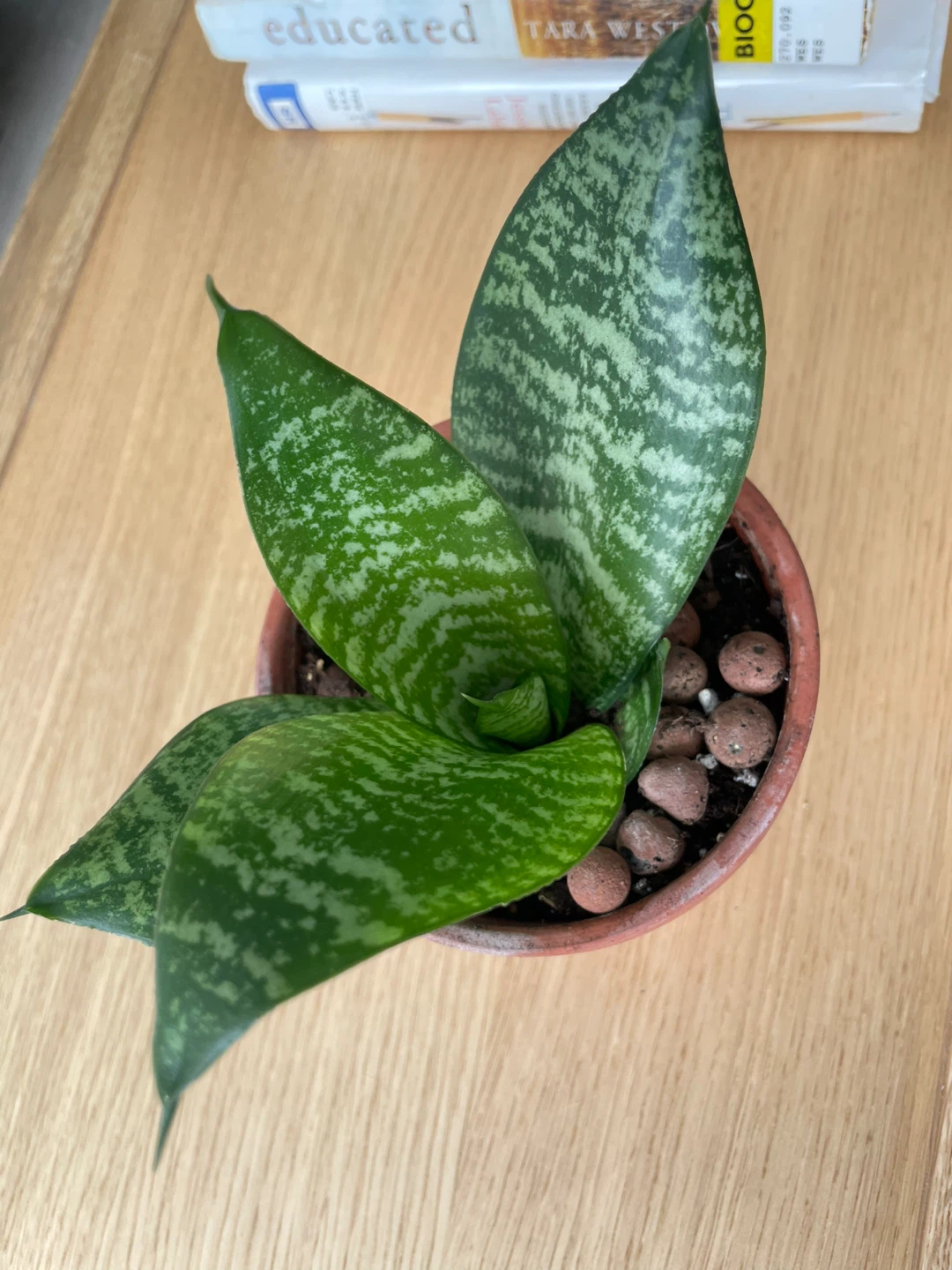 Snake Plant in Terracotta Pot