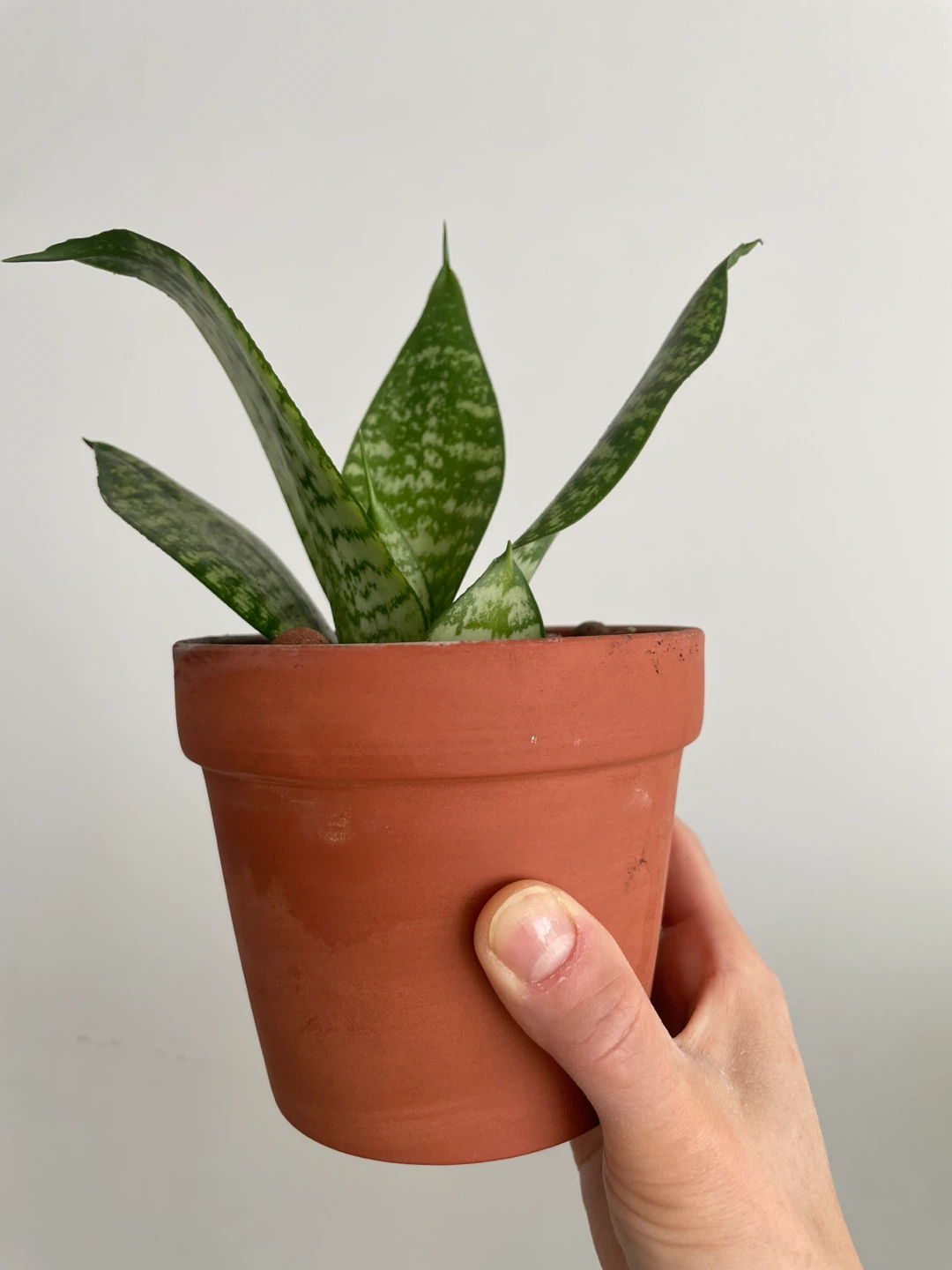 Snake Plant in Terracotta Pot - photo 2