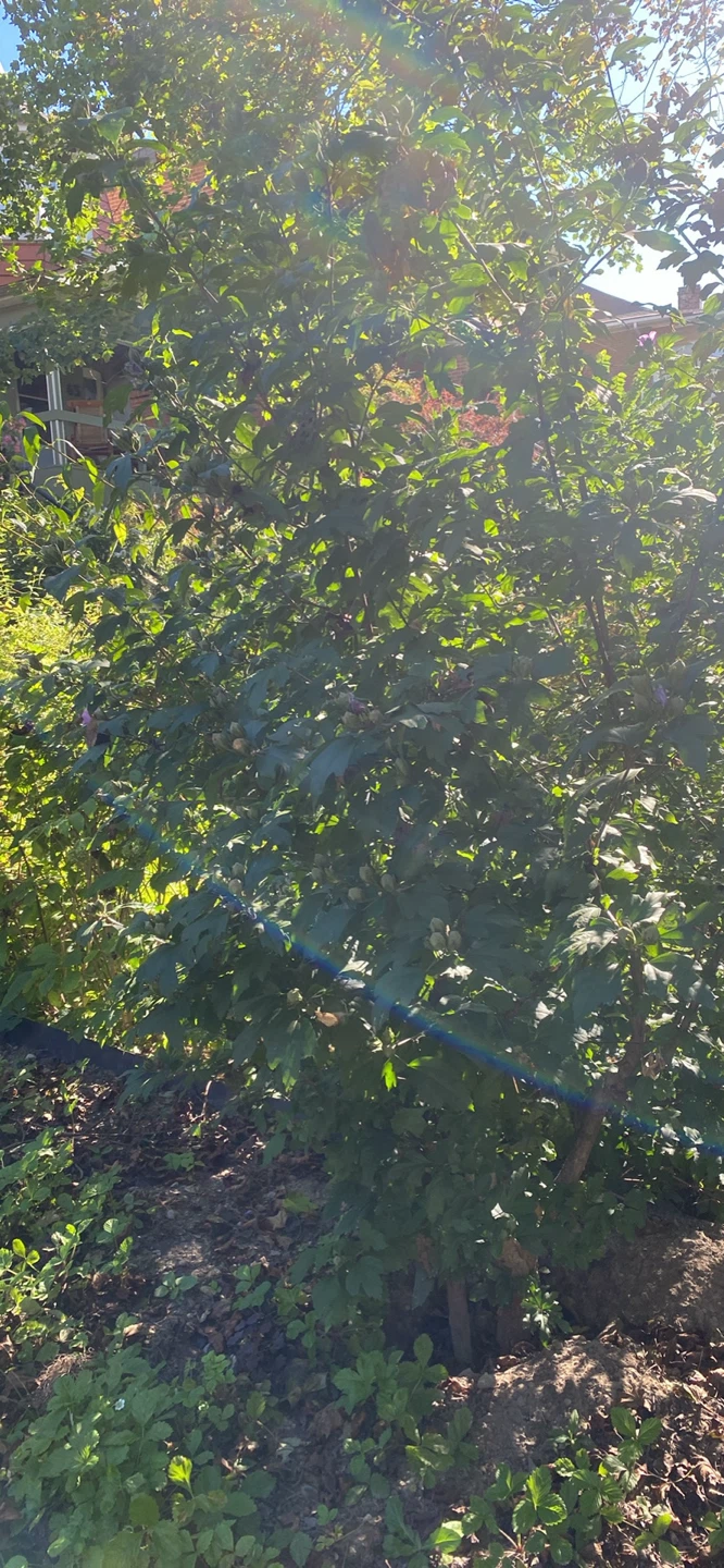 Rose of Sharon tree