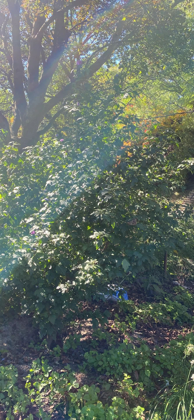 Rose of Sharon tree - photo 2