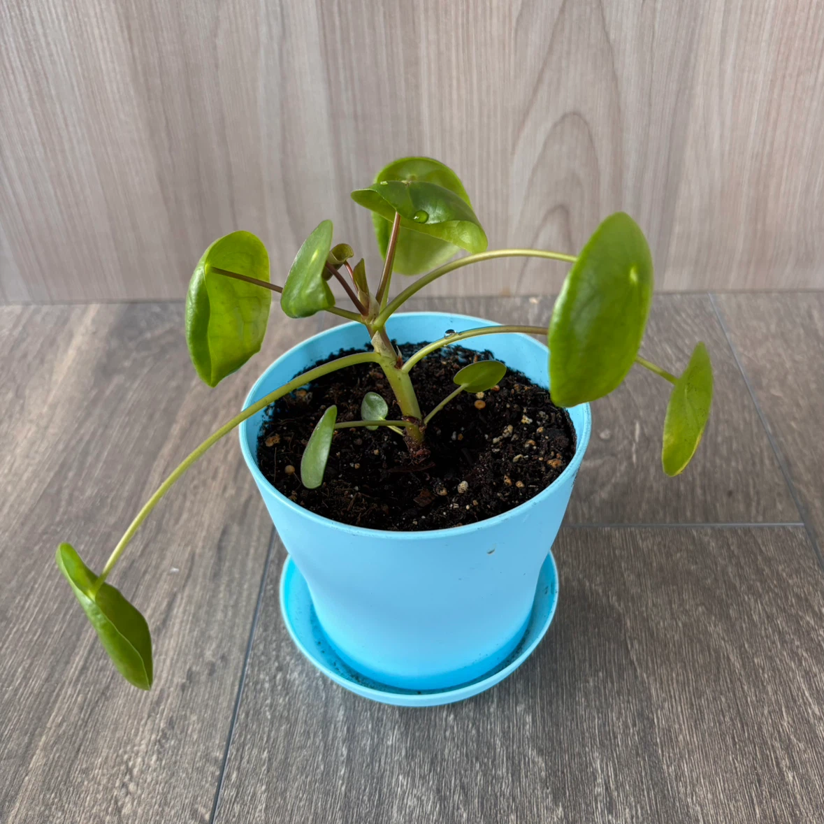 Pilea Peperomioides Plant