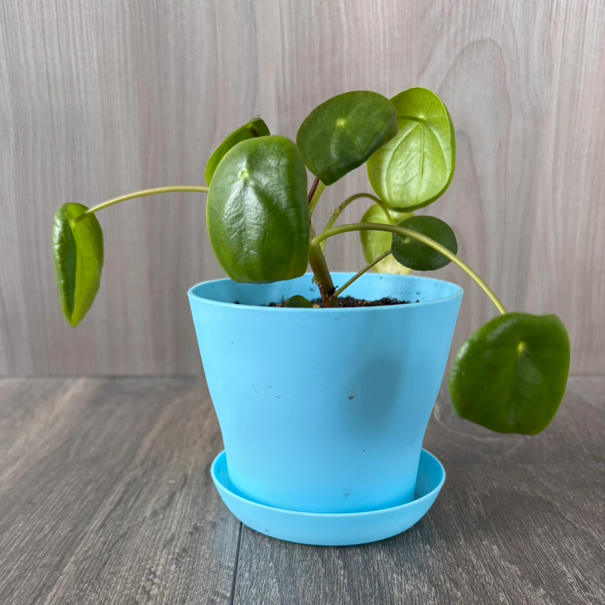 Pilea Peperomioides Plant - photo 2