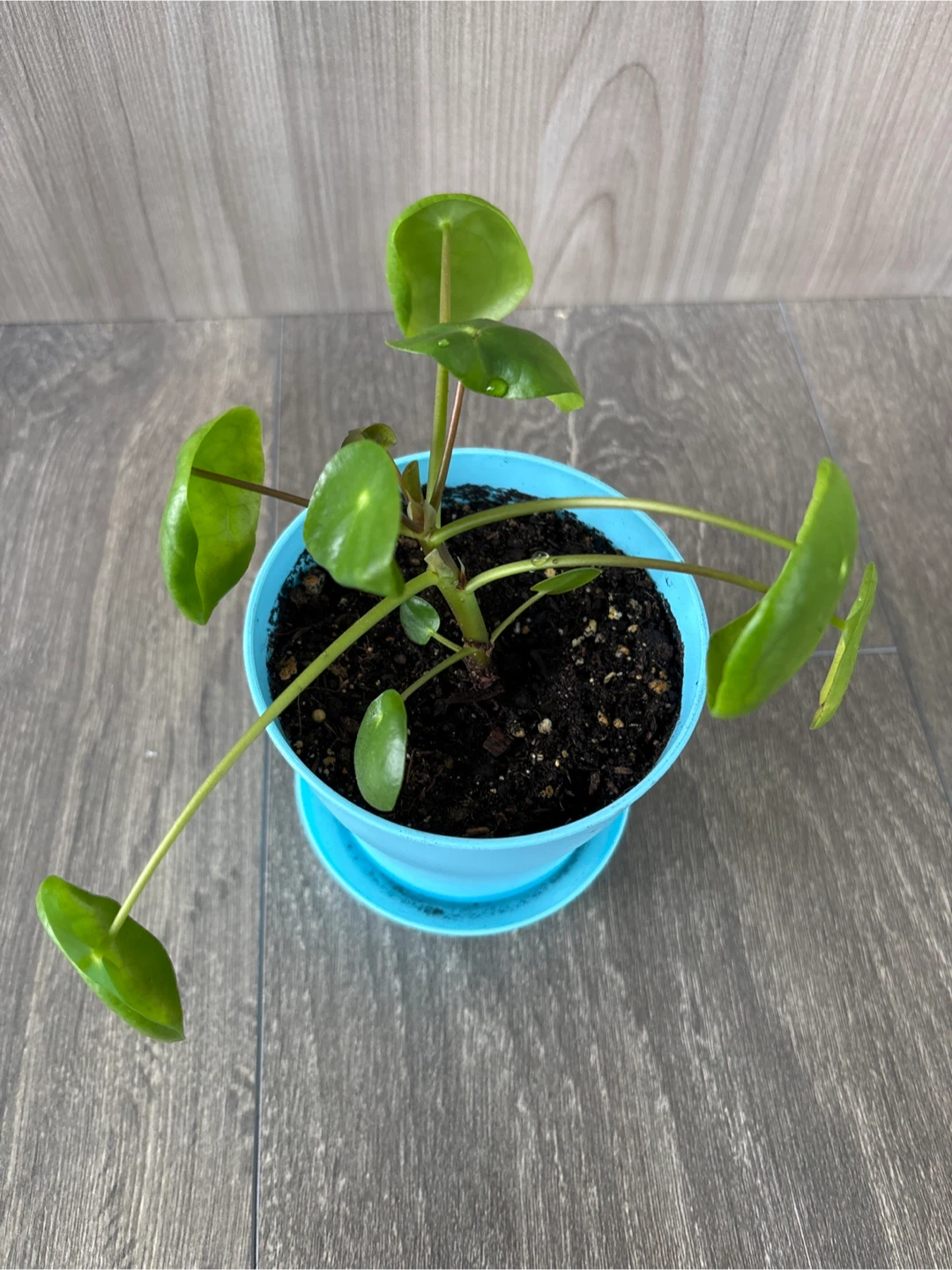 Pilea Peperomioides Plant - photo 3