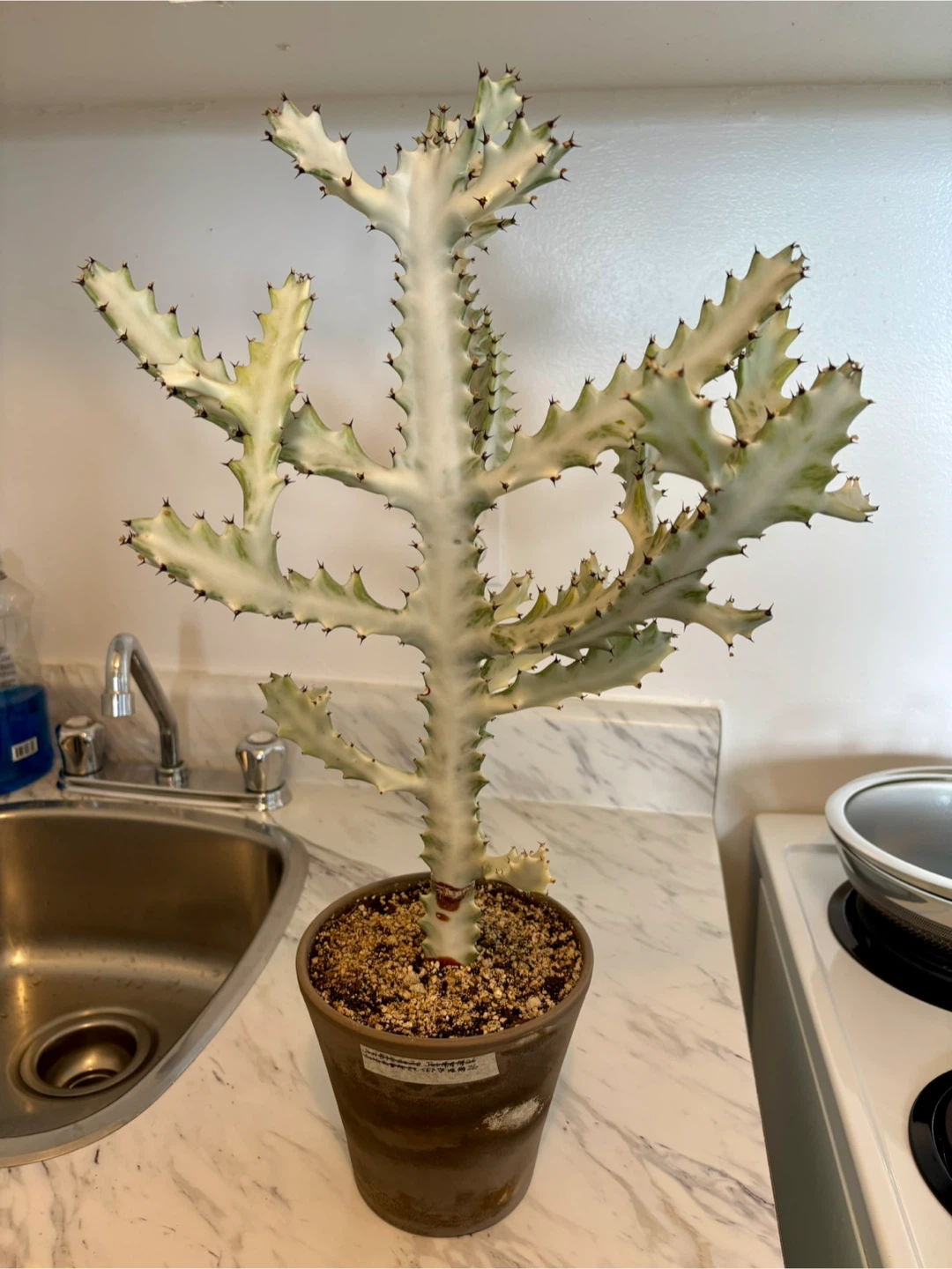 Euphorbia 'White Ghost'