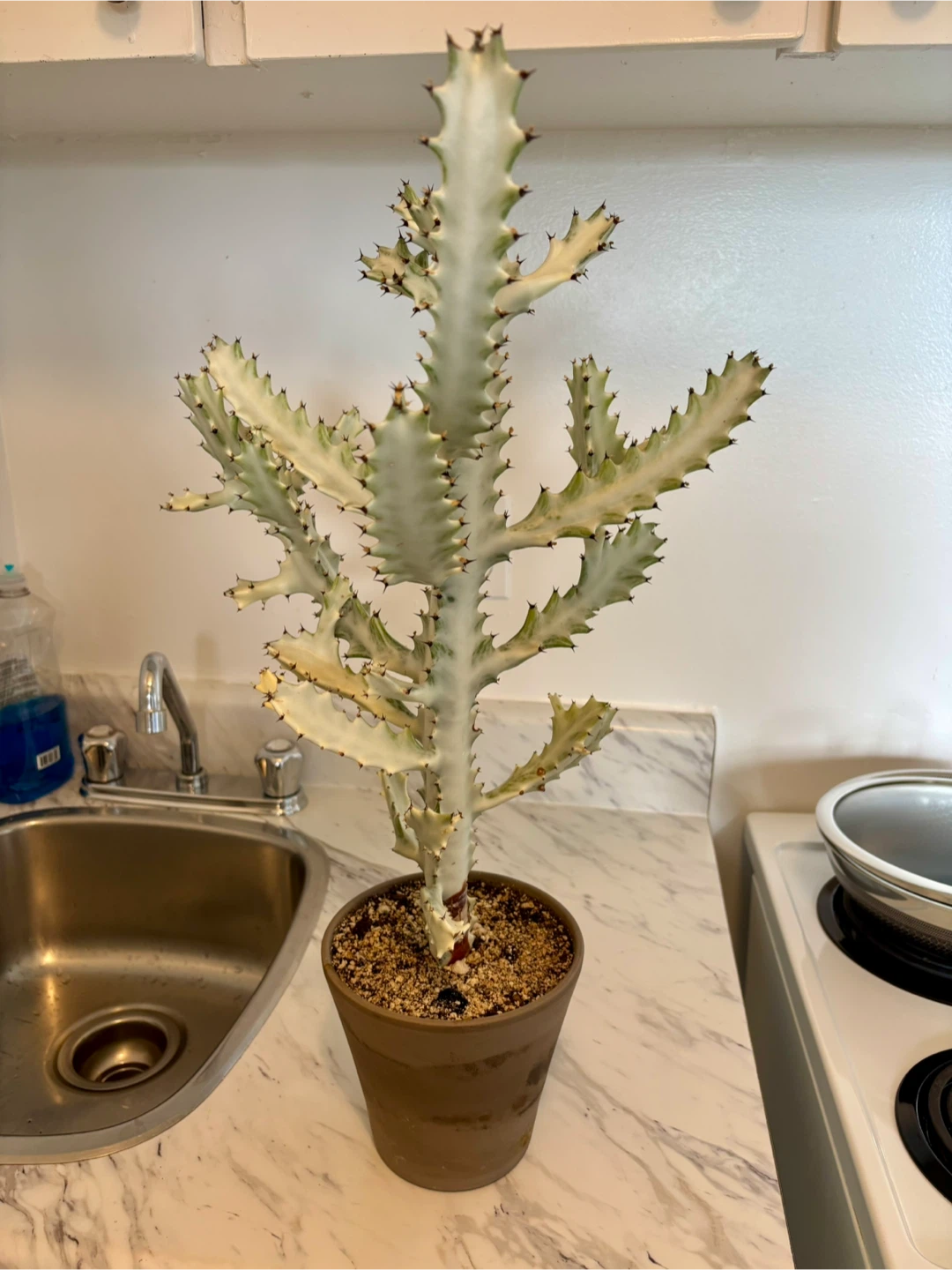 Euphorbia 'White Ghost' - photo 2