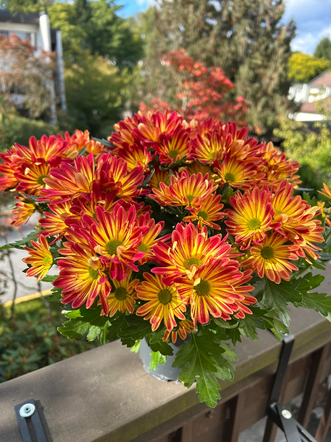 Potted Chrysanthemum
