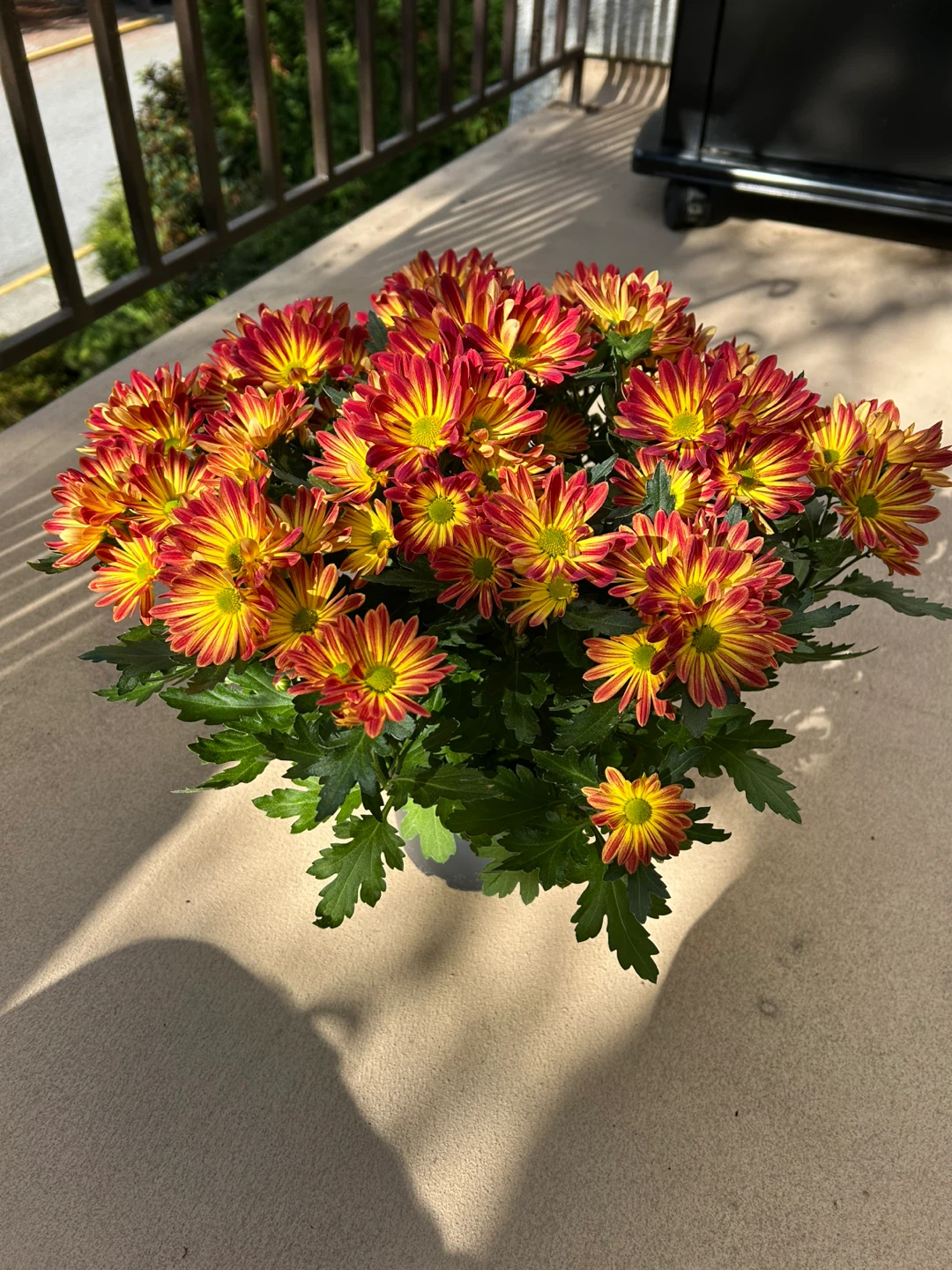 Potted Chrysanthemum - photo 2