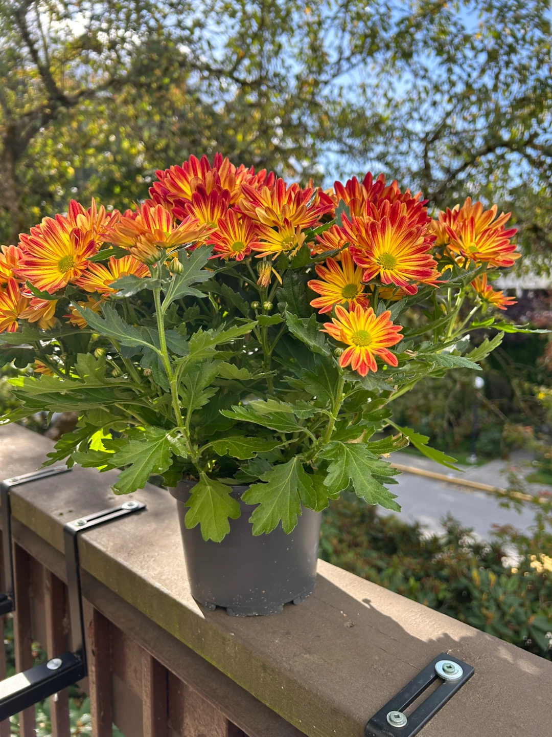 Potted Chrysanthemum - photo 3