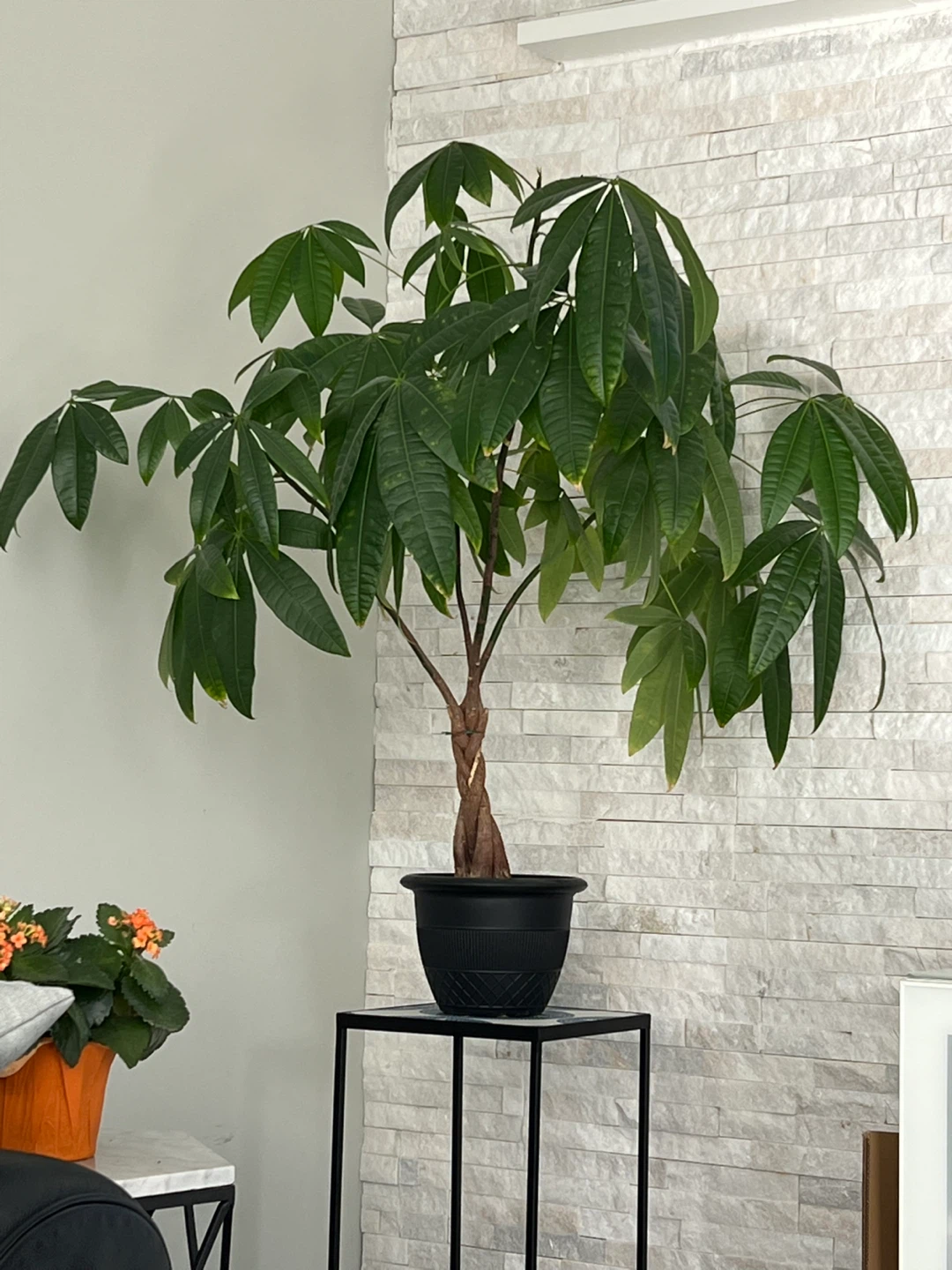 Large Braided Money Tree Plant - photo 2