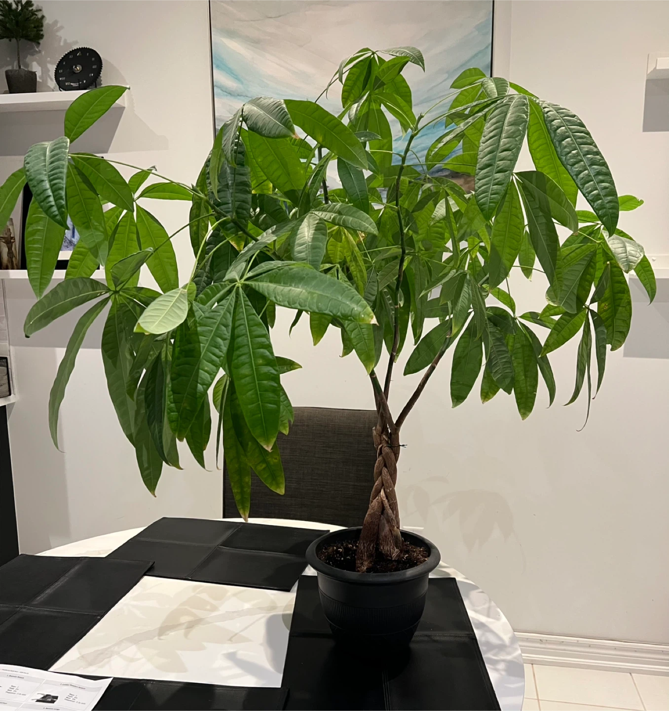 Large Braided Money Tree Plant