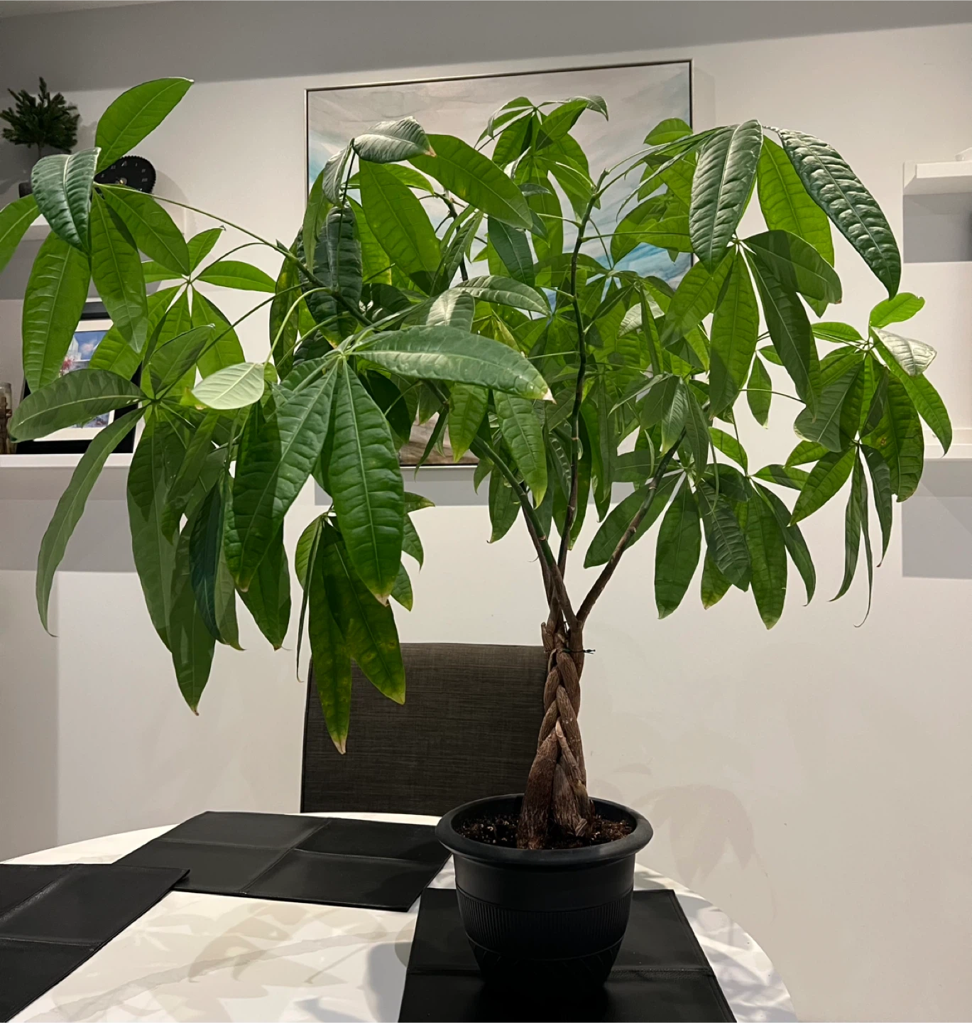 Large Braided Money Tree Plant - photo 3