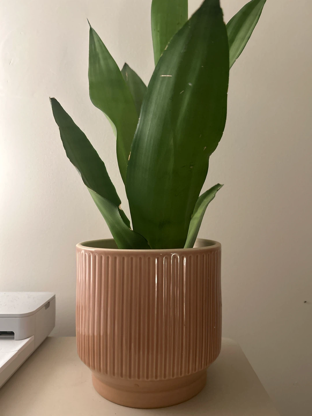 Snake Plant in Ribbed Ceramic Pot