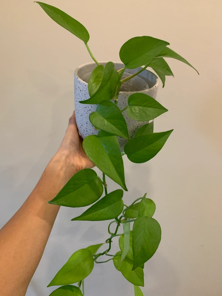 Neon Pothos in Speckled Ceramic Pot