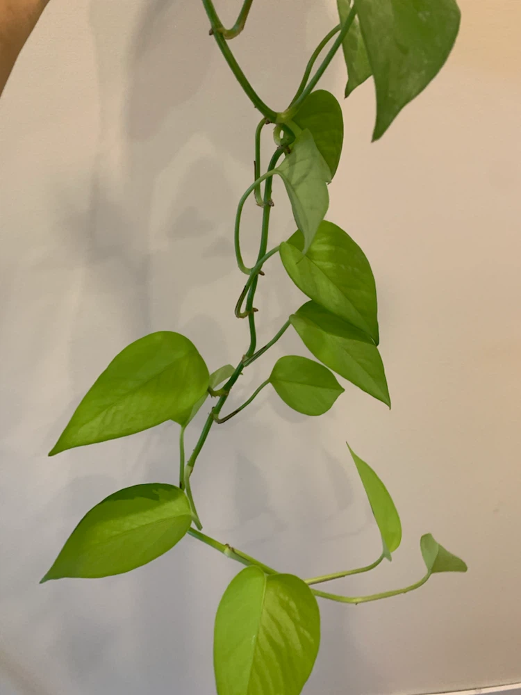 Neon Pothos in Speckled Ceramic Pot - photo 2