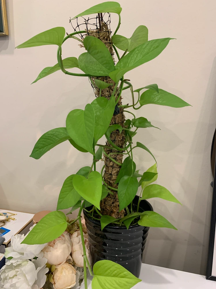 Neon Pothos Plant with Moss Pole