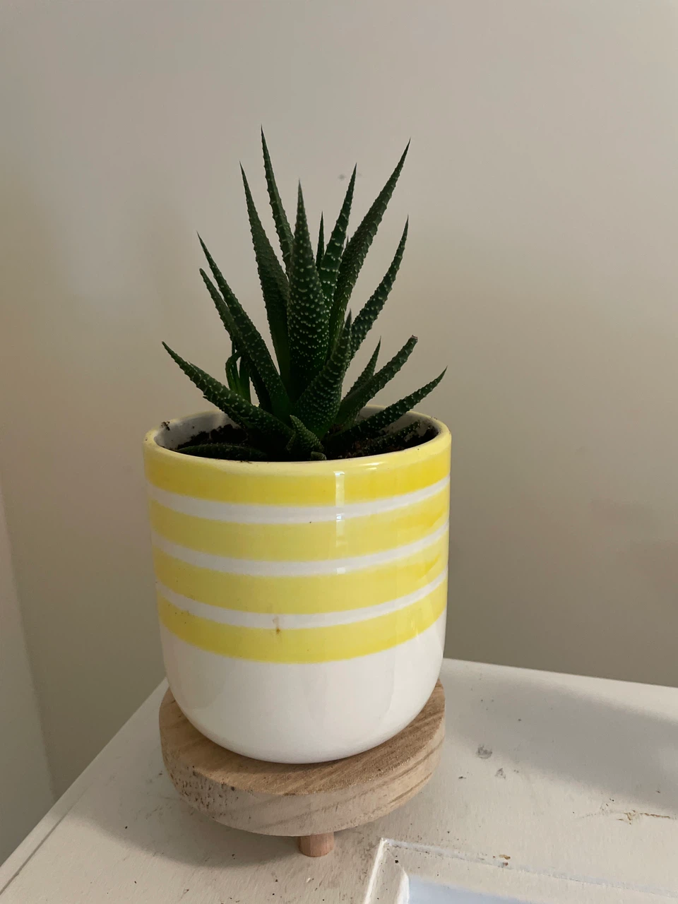 Haworthia Succulent in Yellow Striped Planter