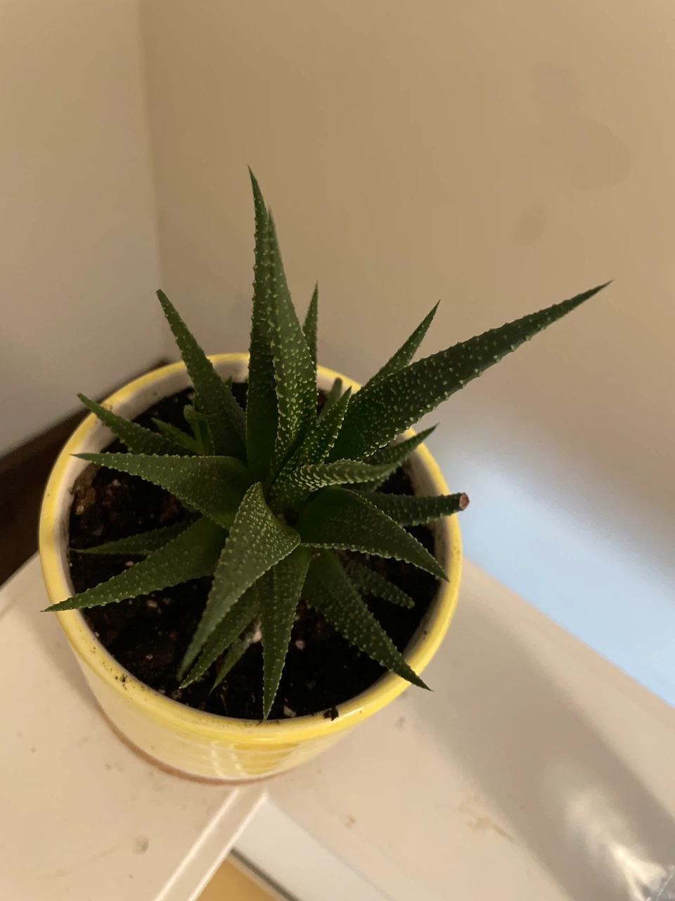 Haworthia Succulent in Yellow Striped Planter - photo 2