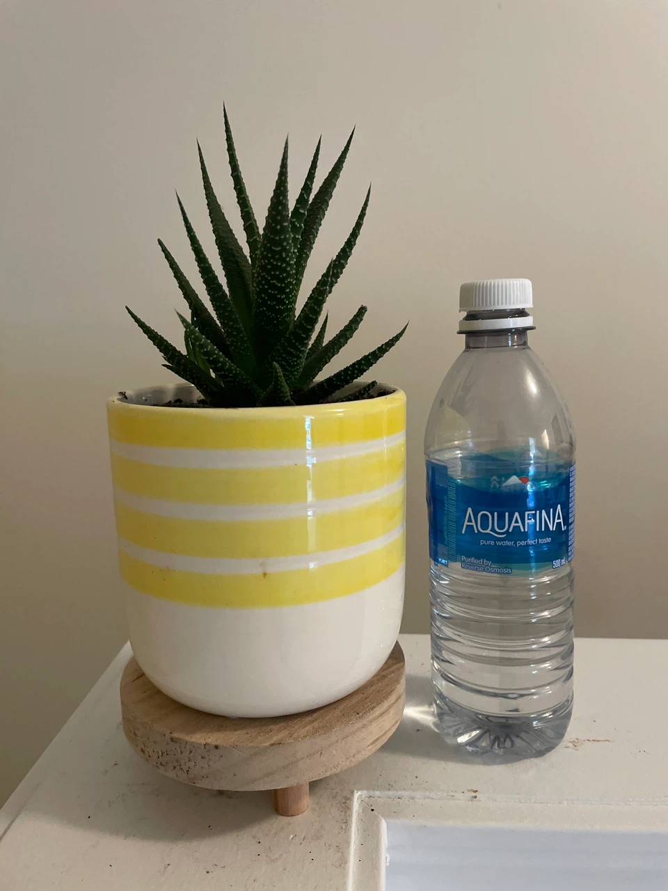 Haworthia Succulent in Yellow Striped Planter - photo 3