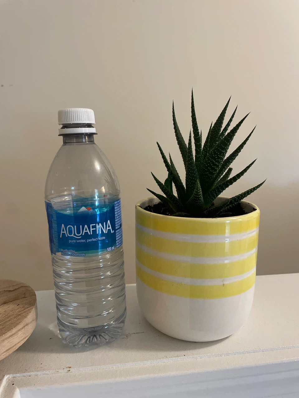 Haworthia Succulent in Yellow Striped Planter - photo 4