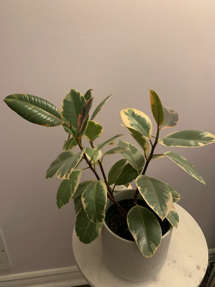 Variegated Rubber Plant in Ceramic Pot