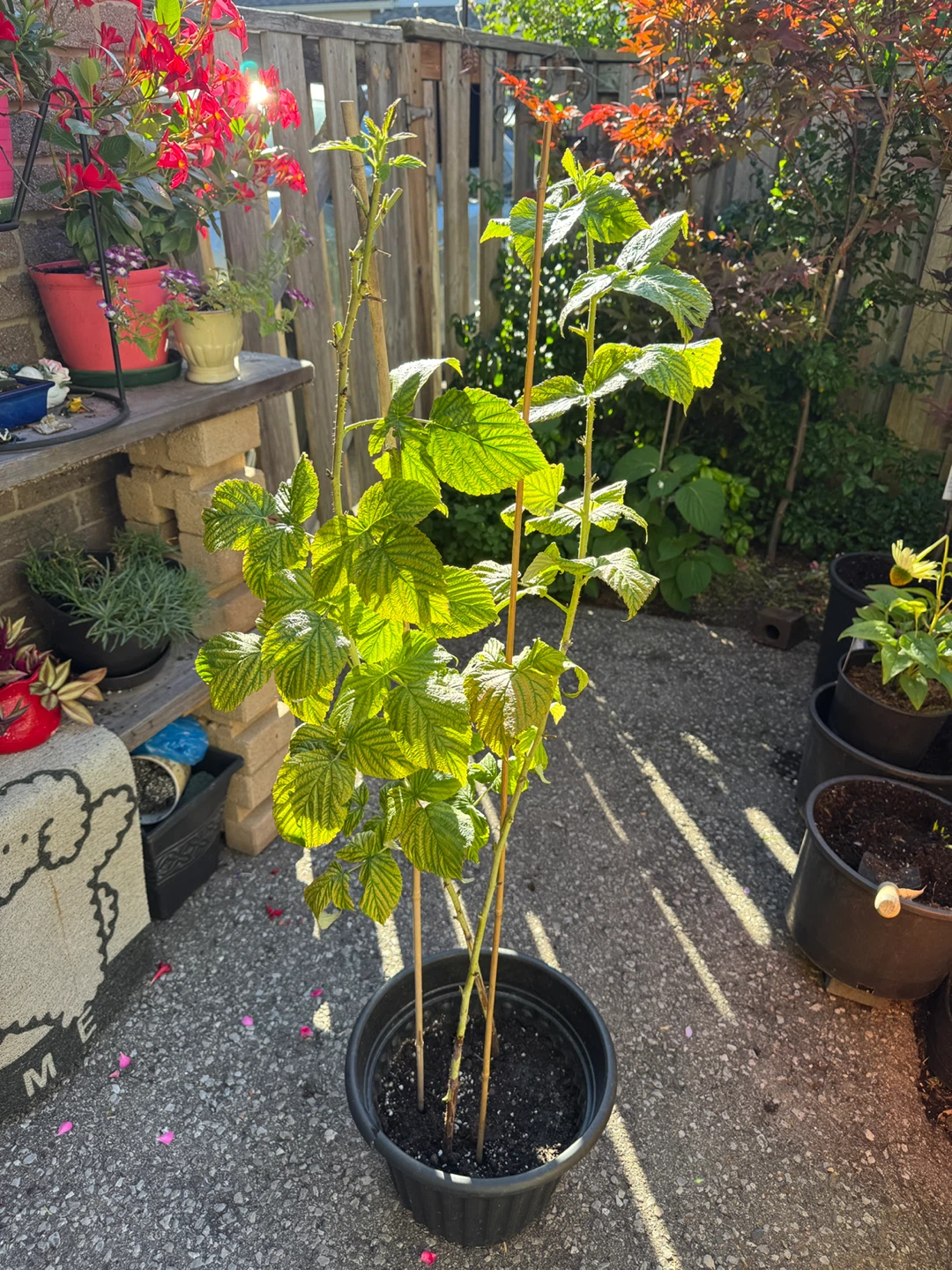 Red Raspberry Plant Sale