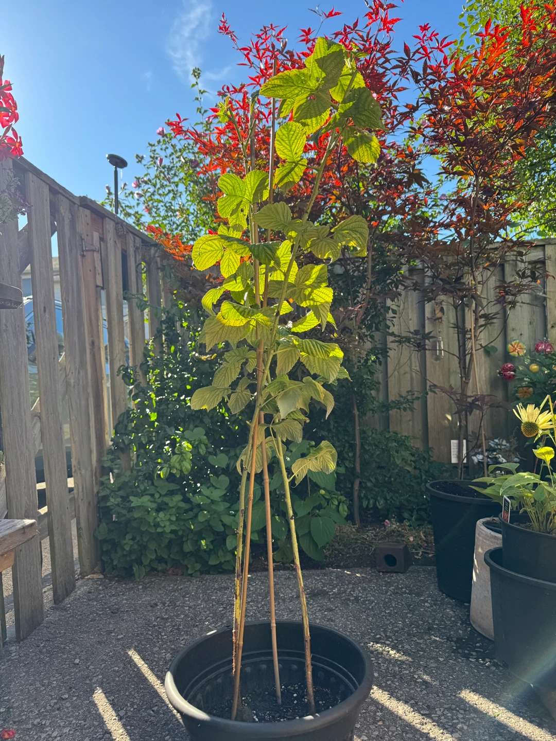 Red Raspberry Plant Sale - photo 2