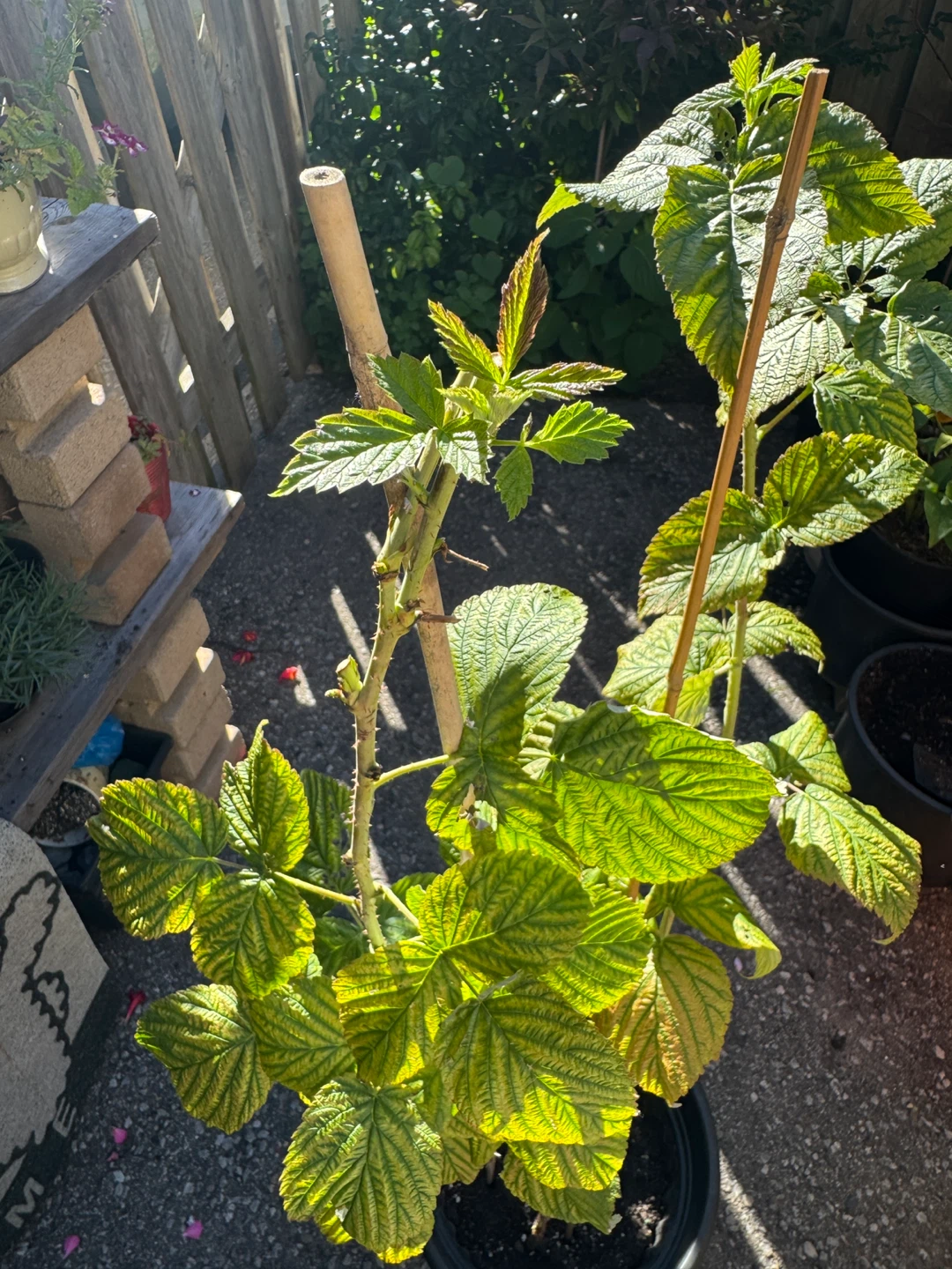 Red Raspberry Plant Sale - photo 3