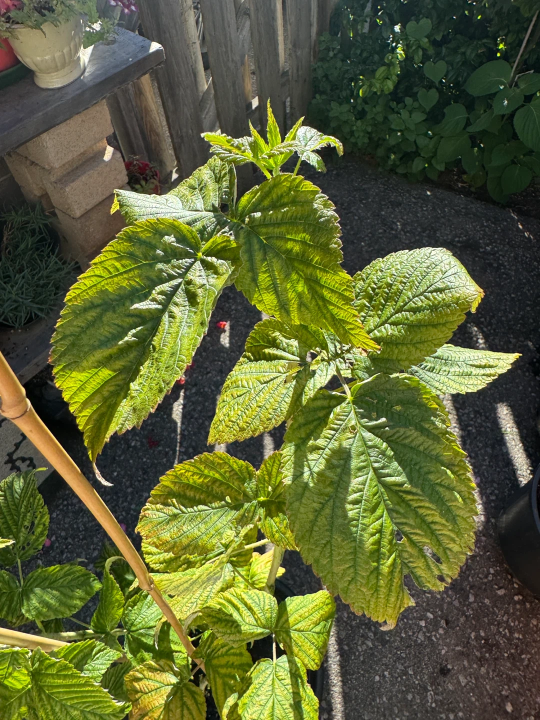 Red Raspberry Plant Sale - photo 4