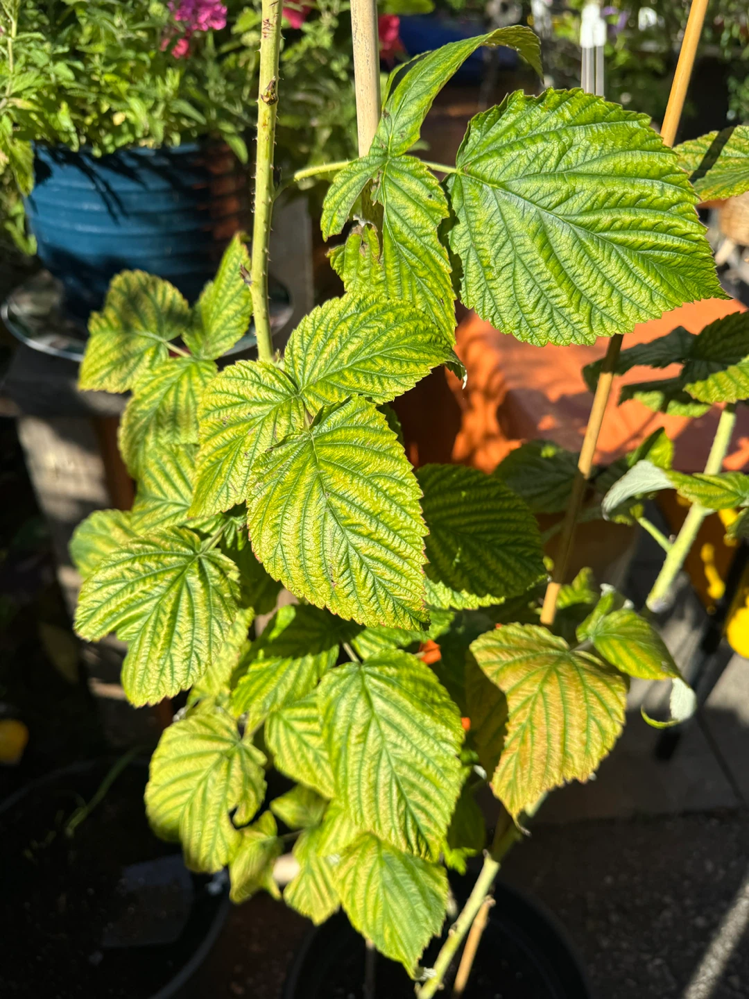 Red Raspberry Plant Sale - photo 5