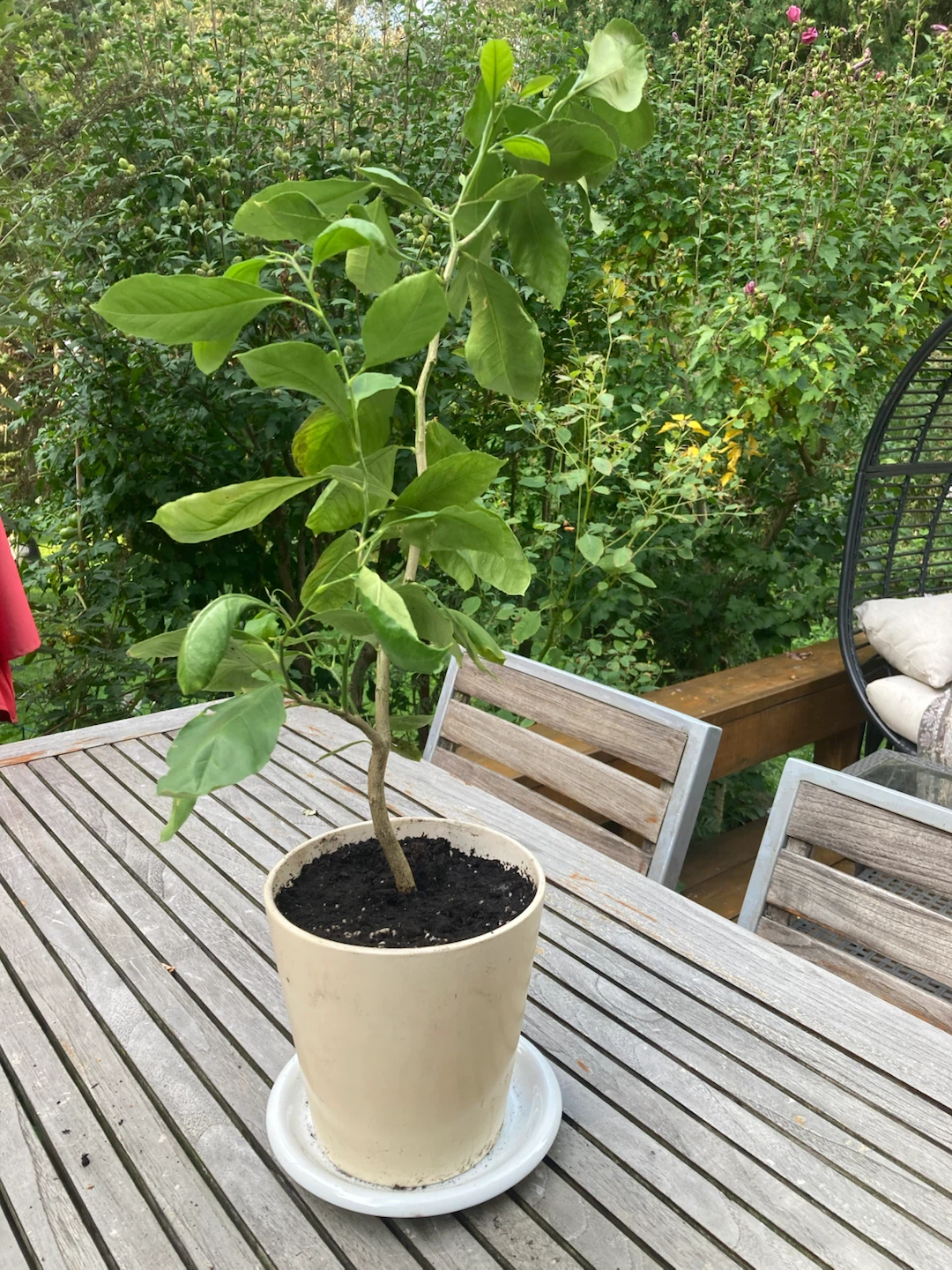 Potted Lemon Tree