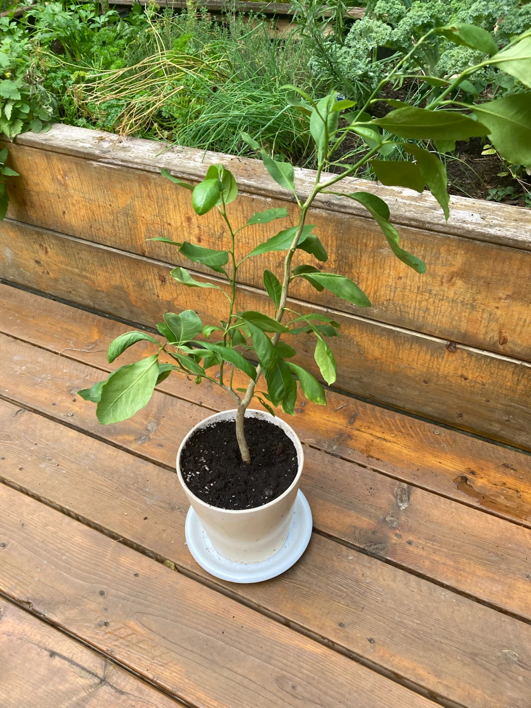 Potted Lemon Tree - photo 2